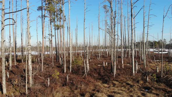 Forward aerial drone view towards dry spruce trees in swamp and clear blue sky in background in Cena