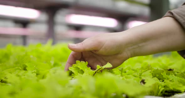 Close-up of Adult Female Caucasian Hand Touching Green Leaves of Plants, Greenhouse Worker Enjoying