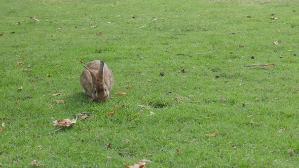 Gray rabbit cleaning fur and relaxing in nature 4K 2160p UltraHD footage - Bunny in the grass enjoyi