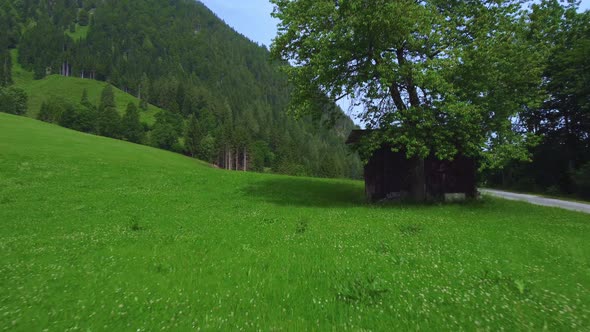 Flight over green mountain meadow towards a big tree and an old hut with big forest in background