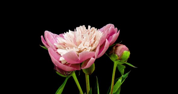 Timelapse Bouquet of Pink Peonies Blooming on Black Background. Blooming Peonies Flowers Open, Close