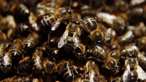 Close-up of honey bee frames covered with bees