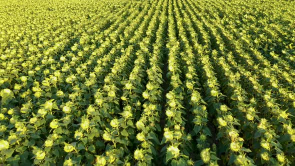 Field of Ripened Sunflowers