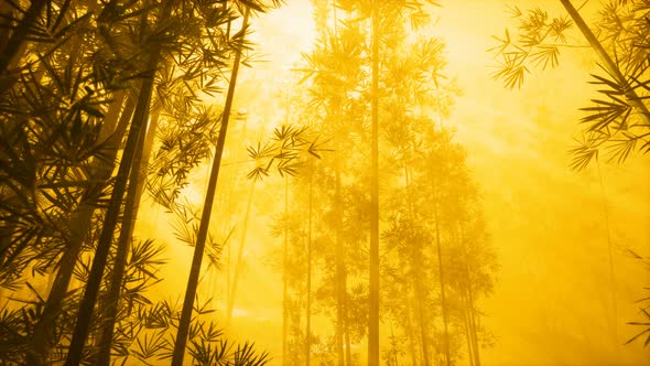 Asian Bamboo Forest with Morning Fog