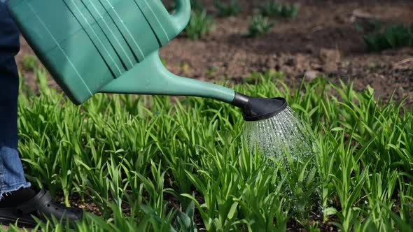 Take Care of Garden  Close Up View of Gardener Watering Garden Bed