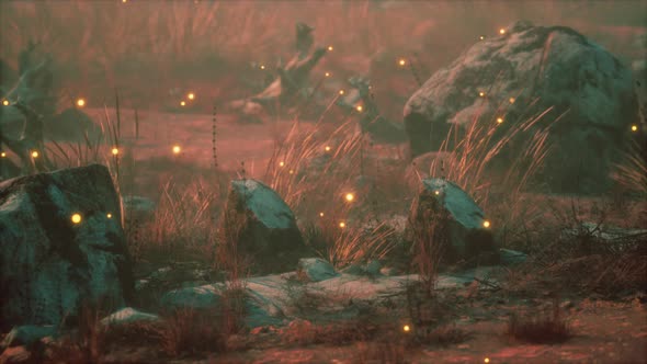 Fireflies Above Dry Grass and Stones at Sunset