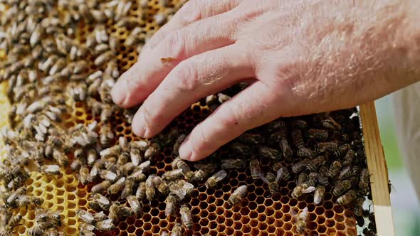 Hands of man shows a wooden frame with honeycombs. Frames of a bee hive. Beekeeper on apiary.