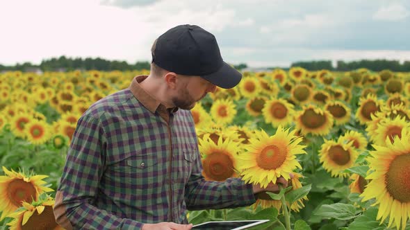 Farmer Man Stands in Field of Sunflowers and Works on a Screen Tablet Checks the Harvest Ecologist