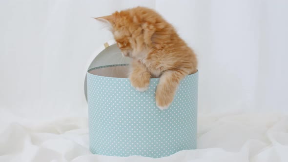 Cute Ginger Kitten in a Present Blue Box Happy Birthday Gift Surprise