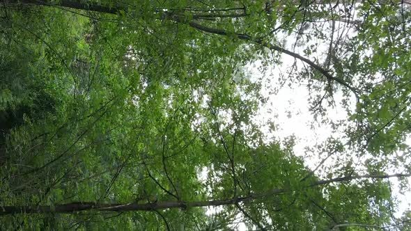 Vertical Video of a Forest with Trees