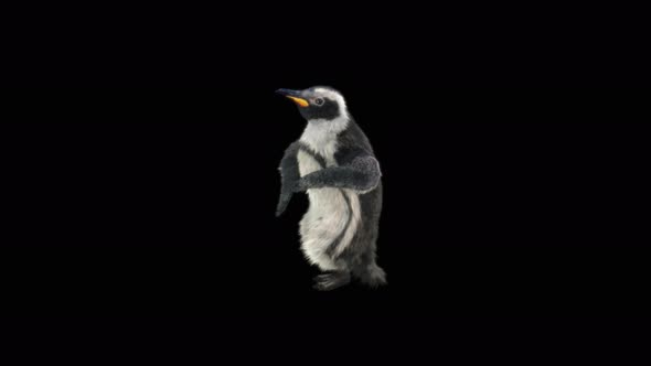 Penguin Dancing 4K