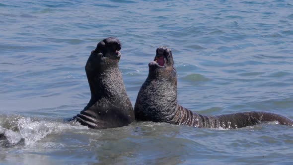 Elephant Seals on the central coast of California