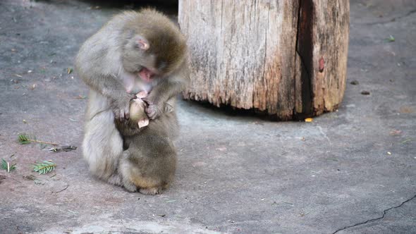 Japanese Macaques. Monkeys, Mother Cares for the Cub.