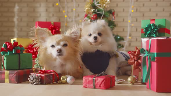 happiness and cheerful Dogs breed pomeranian and Chihuahua friend laydown together