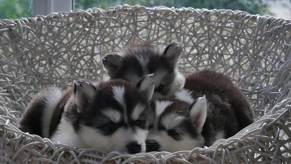 Group Of Siberian Husky Puppies Sleeping On White Wicker Chair Under Sunlight Slow Motion 