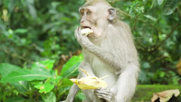 Monkeys Forest Bali