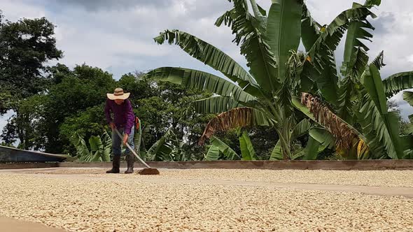 Man drying his coffee harvested on his farm