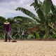 Man drying his coffee harvested on his farm - VideoHive Item for Sale
