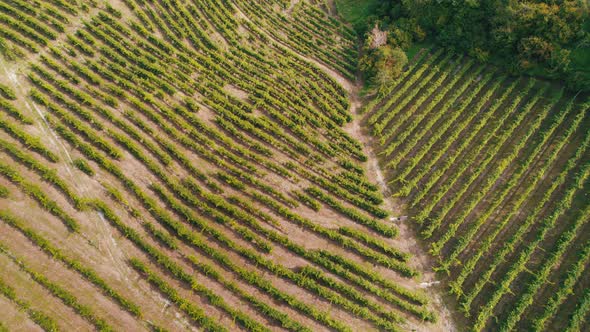 Aerial View of Vineyard Fields on the Hills in Italy Growing Rows of Grapes