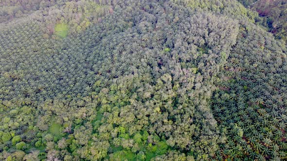 Aerial look down oil palm estate