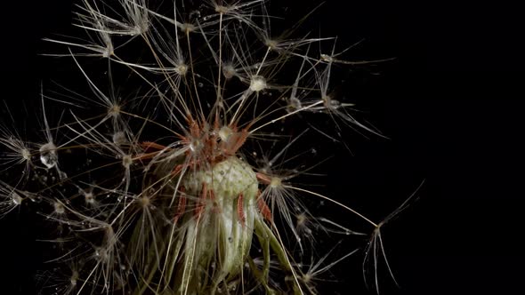 Macro shot of a Dandelion rotating