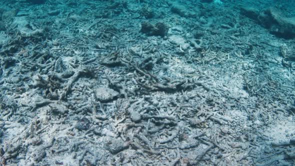 Dead Coral Reef in Tropical Sea