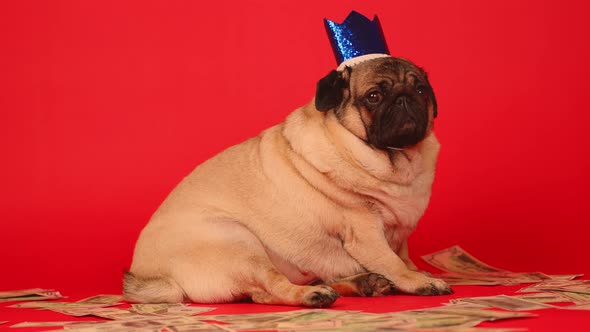 Cute Dog with Crown on Head Sitting with Dollar Bills