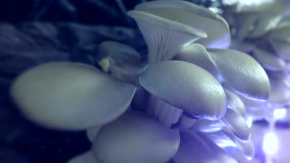 Oyster mushrooms time lapse. Industrial cultivation of mushrooms.