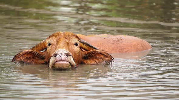 slow-motion of albino water buffalo is playing and swimming in the pond