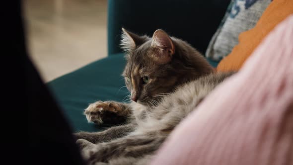 Cat Lying on Sofa in Living Room