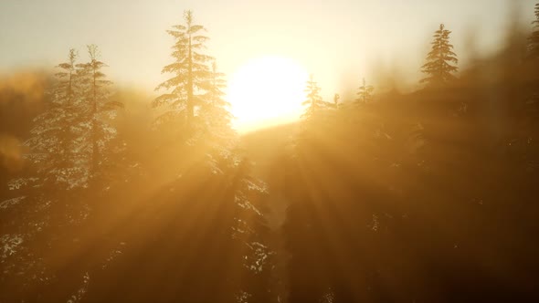 Pine Forest on Sunrise with Warm Sunbeams