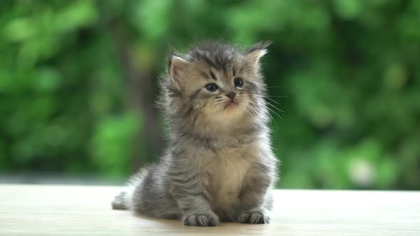 Cute Persian Kitten Sitting On Table