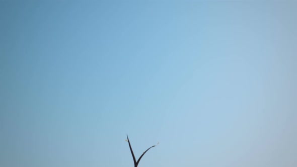 An abstract animation of growing lonely Dollar's tree on blue background. HD