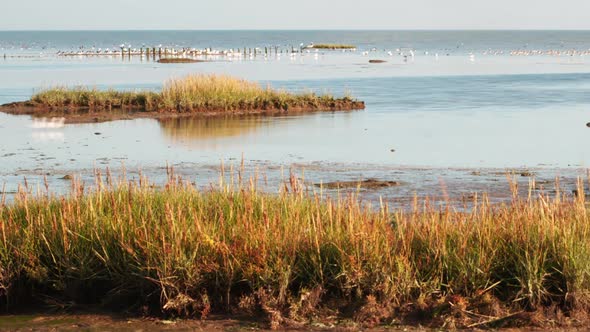 migratory waterbirds intertidal Wadden Sea Strieper Kwelder ZOOM OUT EASE