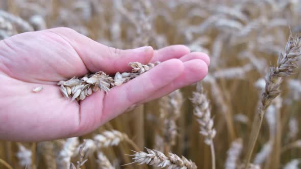 A Farmer Checks Quality of the Crop Before Harvesting in a Wheat Field