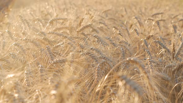 Yellow Wheat Corn