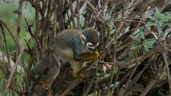 Curious Squirrel Monkey On A Tree In The Jungle - close up