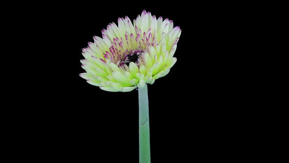 Time-lapse of opening white-red gerbera flower