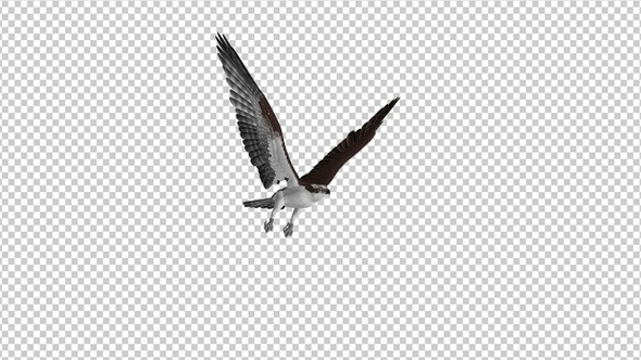 Western Osprey - 4K Flying Loop - Side Angle