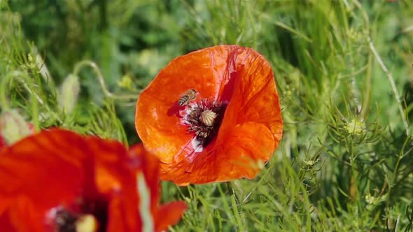 Bee Flying and Pollinating Poppy Flower