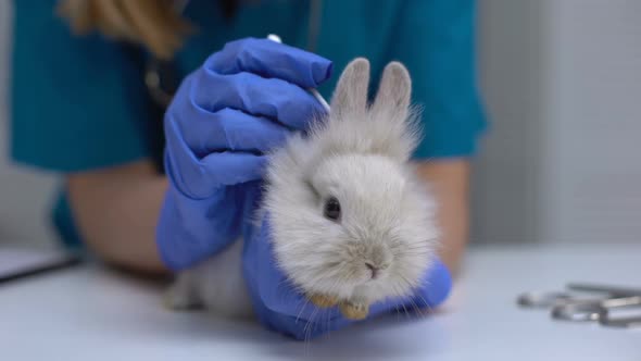 Nurse Cleaning Rabbit Ear With Cotton Swab, Routine Pet Care, Hygienic Procedure