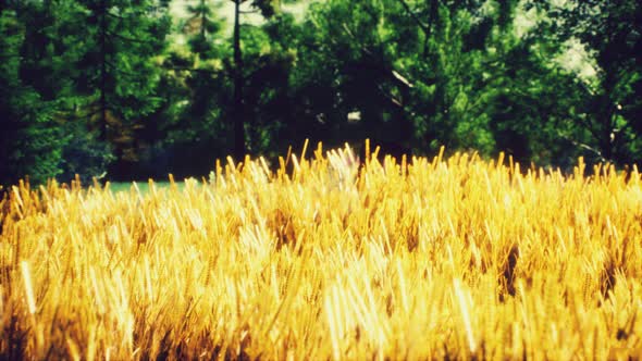 Scene of Sunset or Sunrise on the Field with Young Rye or Wheat in the Summer