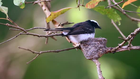 White-browed fantail flycatcher in Sri Lanka