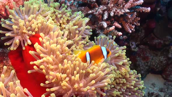 Wide angle shot of a red sea Clownfish swimming in a bright red sea anemone.