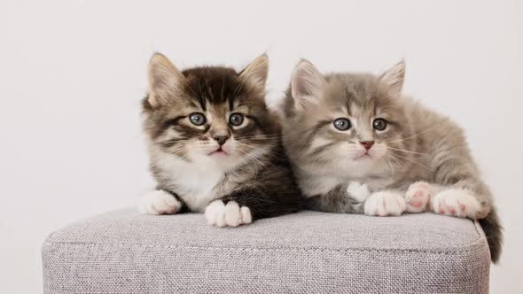 Funny Kittens Looks Out of Curiosity and Simultaneously Turns Its Heads to the Left and Right