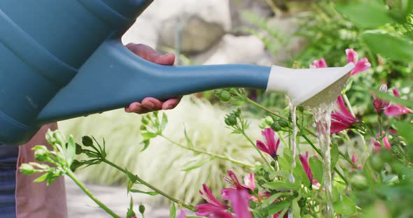 Hands of biracial woman gardening, watering plants with watering can