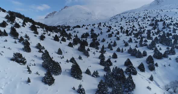 Snowy Mountains And Forests Aerial View