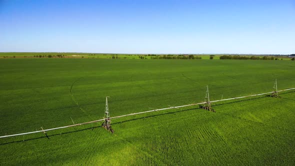 Low flight over green and yellow wheat rural field and Irrigation sistem at sunny summer day.