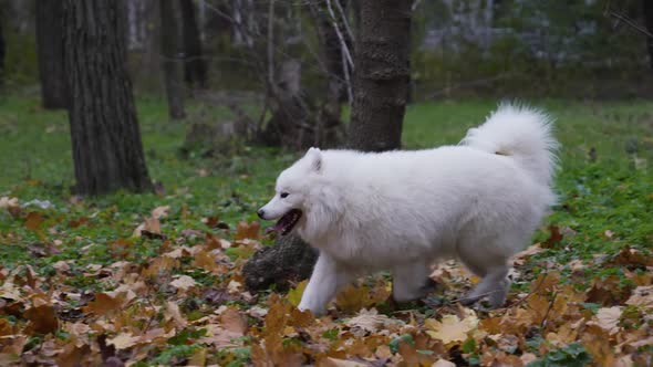 Playful Samoyed Spitz on a Walk in the Autumn Park