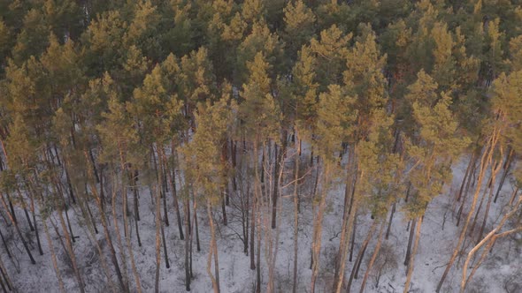 Aerial View Snow Covered Land In The Forest